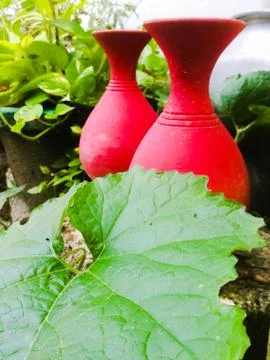 A ground level view of earthen pots placed outside in a garden. Stock Photos