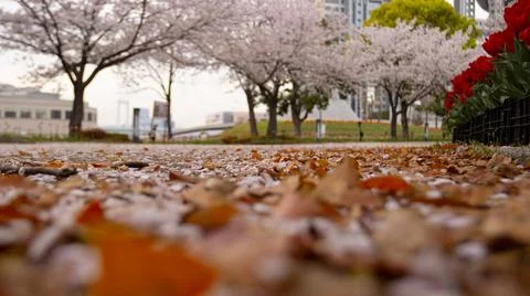 Ground-level view of fallen sakura petals and leaves on path Stock Photos