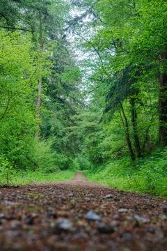 Ground-level view of forest track through woodland Stock Photos
