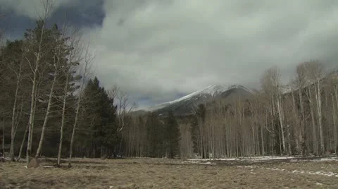 Ground Level View of a Forest In The Winter 스톡 동영상 19010583
