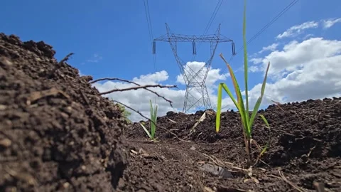 Ground level view of freshly plowed dark soil and young sugarcane sprouts under  스톡 동영상 343751158