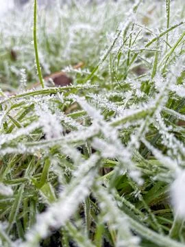 Ground level view of grass covered with white frost needles Stock Photos