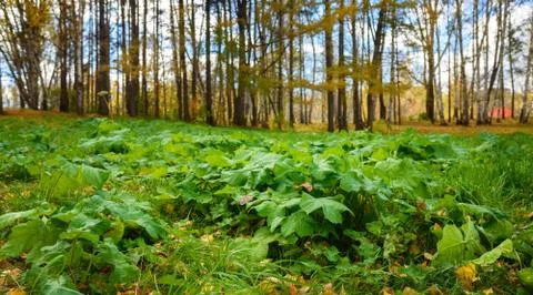 Ground Level View of Green Plants and Fall Forest, Shallow Depth of Field Stock Photos
