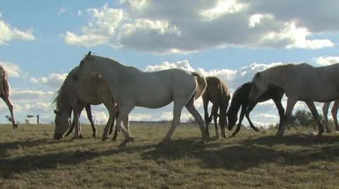 A Ground Level View of A Herd Of Herd Of Horses With A Partly Cloudy Sky in the Video stock 19306289