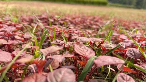 A ground-level view highlights a close-up of amaranth sprouts among sprigs of Foto stock