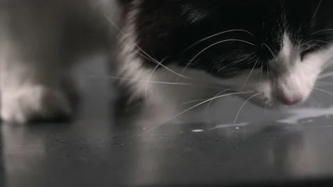 Ground level view of a kitty lapping up spilt milk Stock Footage 162483608