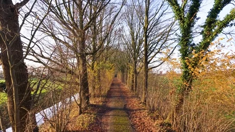 Ground level view of leaf strewn path flanked by tall, bare trees and ivy Stock Footage 323236219