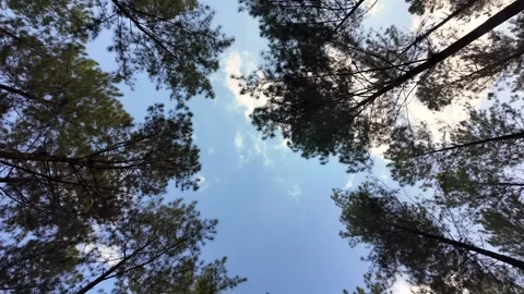 Ground Level View Looking Up Through Pine Canopy Stock Footage 345137158