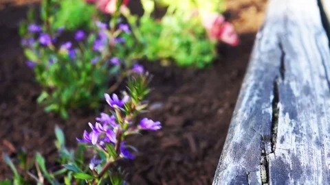 Ground level view of macro closeup of flowerbed with mulch and purple flowers Stock Footage 80197787