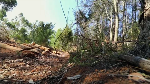 Ground level view of mountain biker riding bicycle down forest trail Stock-Footage 330861888
