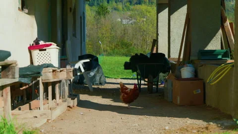 Ground-Level View of Mountain Farm Porch with Cats, Chickens, and Objects Stock Footage 320206708