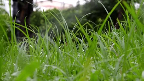Ground-level view of numerous green grass being wind blown Stock Footage 280352296