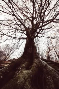 Ground level view of old tree with twisted branches and roots in forest Stock Photos