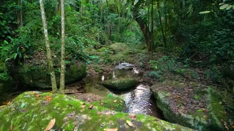 Ground-Level View Over Mossy Rock of Atlantic Forest Stream and Waterfall Vídeos de archivo 334617487