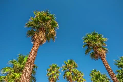 Ground level view of palm trees with a clear sky Stock Photos