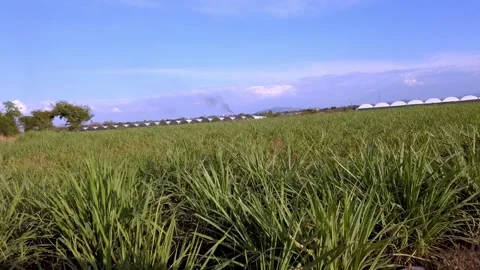 Ground level view of pineapple plantation near Hacienda Coahuixtla in Morelos Stock Footage 340809600