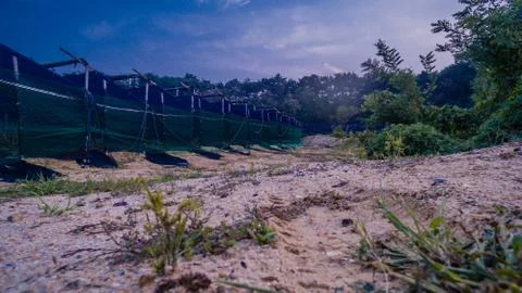 Ground level view of red ginseng farm Stock Photos