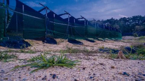 Ground level view of red ginseng farm Stock Photos