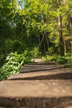 Ground level view of rustic wooden footbridge in sunlit forest Stock Photos