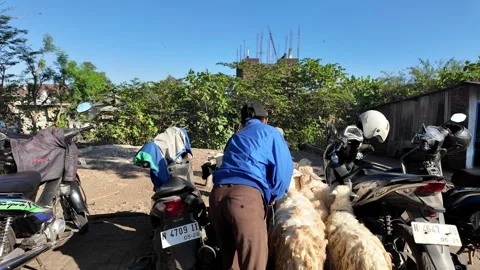 Ground level view of sheep and goat sale at Pasar Haiwan Kepanjen Stock Footage 345149479