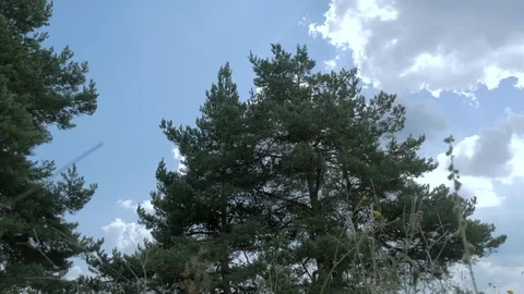 Ground level view, sumer wind blowing the pine trees Stock Footage 114697377