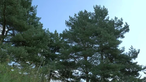 Ground level view, sumer wind blowing the pine trees Stock Footage 114697420
