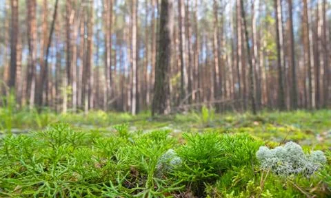 Ground Level View of Summer Coniferous Forest, Shallow Depth of Field Stock Photos