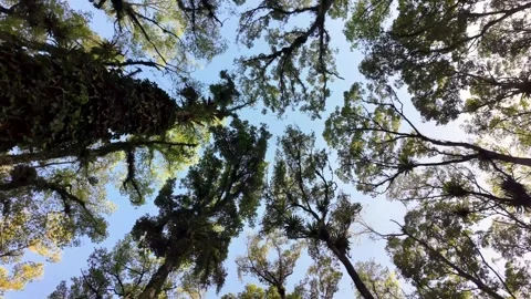 Ground Level View Through Pronojiwo Forest Canopy Stock Footage 345136111