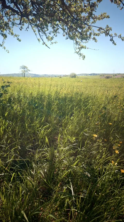 Ground-Level View Through Tall Grass and Buttercup Wildflowers in Meadow Stock Footage 334135476