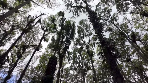 Ground Level View Through Tall Rainforest Canopy Stock Footage 345197516