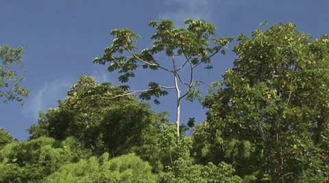 Ground Level View Of Tree Tops Against a Bright Blue Sky 動画素材 19320091