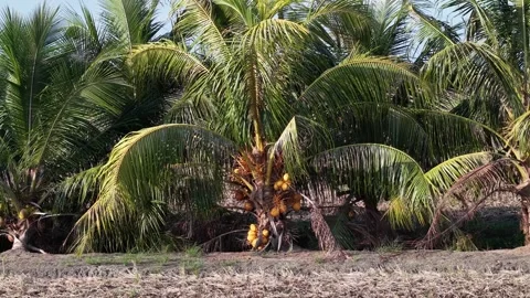 Ground Level View of Tropical Coconut Plantation With Ripe Coconuts Видео 332600326