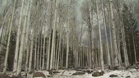 Ground Level View of Very Tall Birch Trees 2 Video stock 19005055