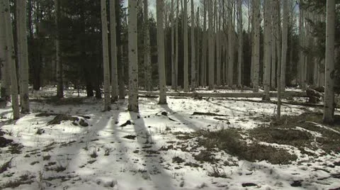 Ground Level View of Very Tall Birch Trees 3 스톡 동영상 19005869