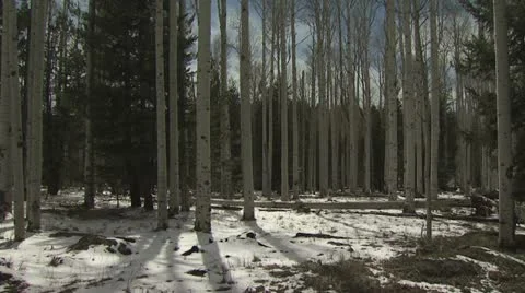 Ground Level View of Very Tall Birch Trees 4 Video stock 19007132