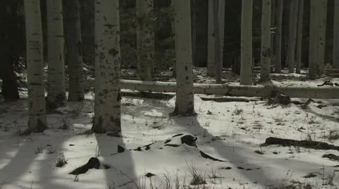 Ground Level View of Very Tall Birch Trees 5 스톡 동영상 19007444
