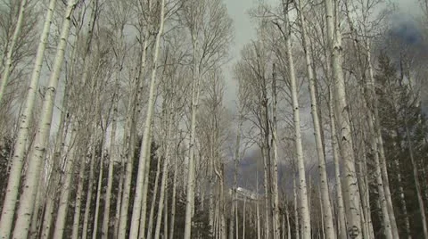 Ground Level View of Very Tall Birch Trees 스톡 동영상 19012640