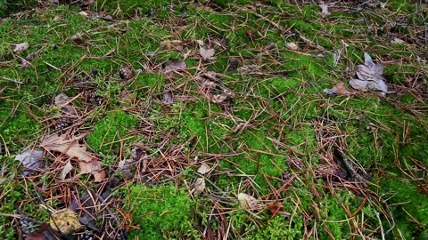 Ground level view of vibrant green moss covering forest floor with scattered dry Stock Footage 328816294