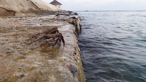 Ground level walk on crabs on rocks in maldives Stock Footage 279442637