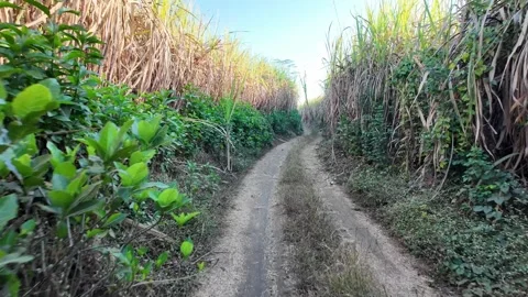 Ground Level Walk Through Sugarcane Field Malang Stock Footage 345137464
