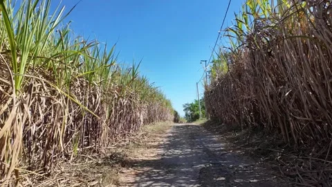 Ground Level Walk Through Tall Sugarcane Rows Stock Footage 345137074