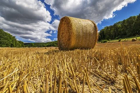 Ground level wide angle shot of a stubble field with many straw rolls Stock Photos