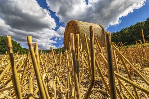 Ground level wide angle shot of a stubble field with many straw rolls Stock Photos