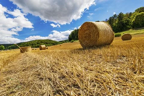 Ground level wide angle shot of a stubble field with many straw rolls Stock Photos
