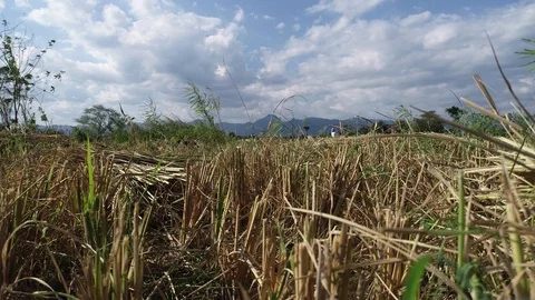 Ground level of the wind in the grass and rice fields asia Video stock 89879054
