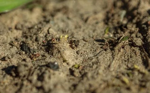 Ground macro view, ant in sand Stock Photos