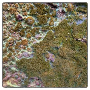 Ground moss Stock Photos