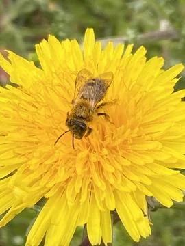 Ground nesting bee pollinating a yellow dandelion flower Foto stock