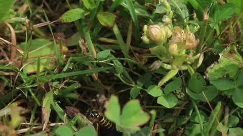 Ground-nesting bees flying from their nest in the ground Stock Footage 284440284