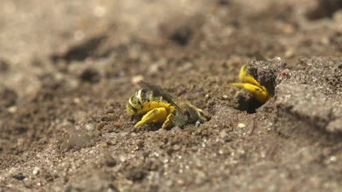 Ground-nesting native bee busily digging her nest in bare patch of ground, digs Stock Footage 159360652